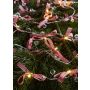 Markslojd ROSETT 702943 łańcuch świetlny 20x0.8W/LED 2700K IP20